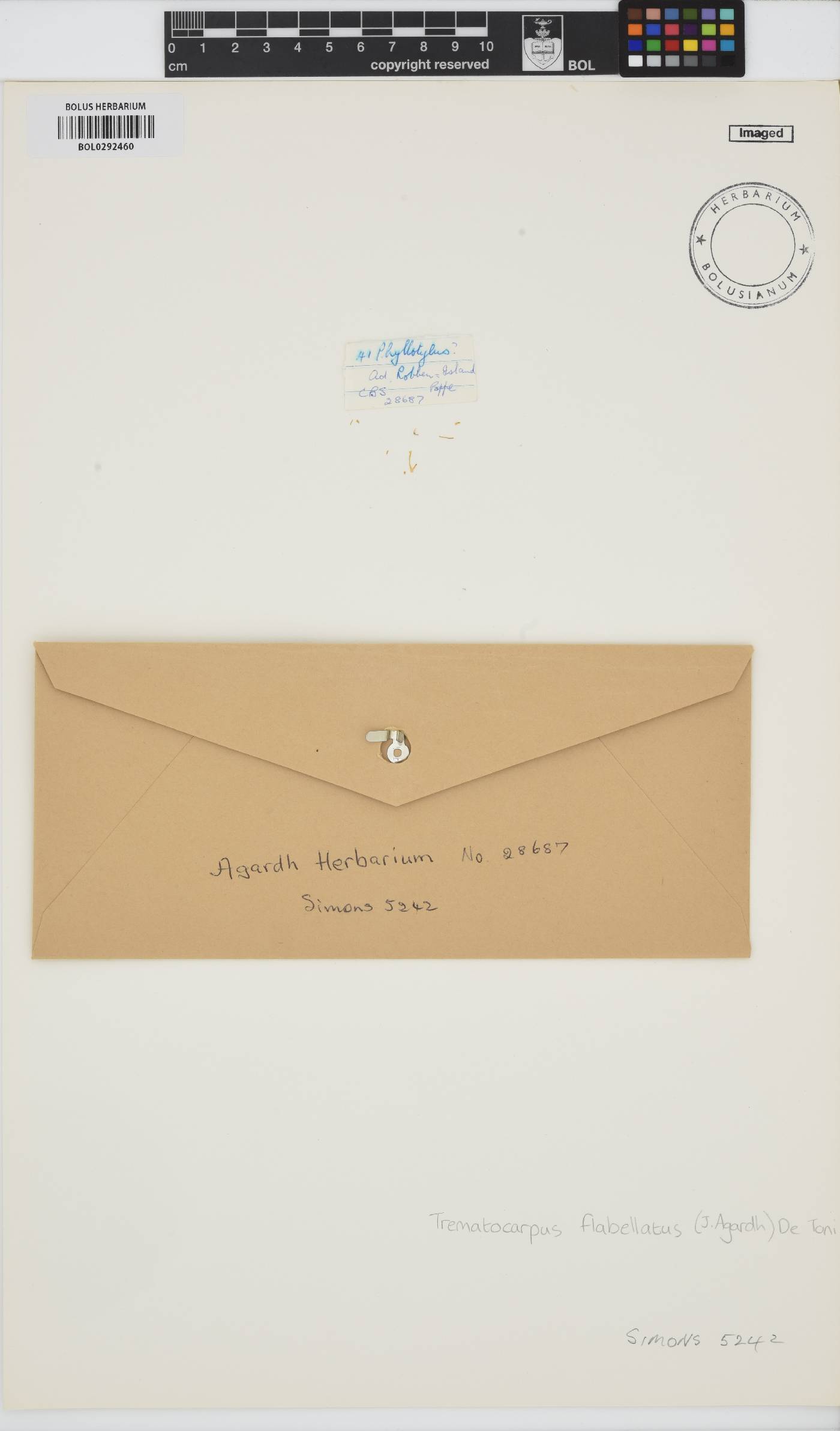 Sarcodiaceae image