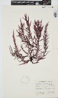 Carpoblepharis flaccida image