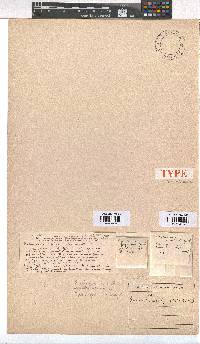 Erica filipendula image