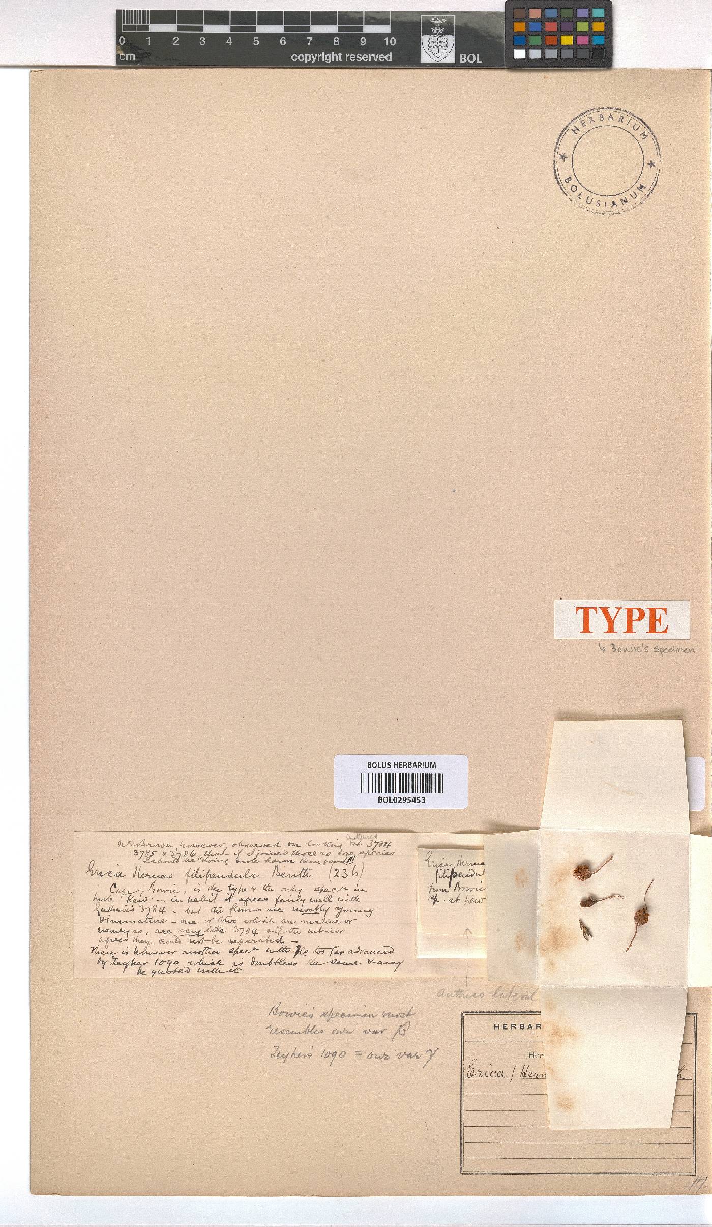 Erica filipendula image