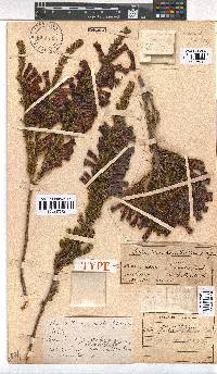 Erica macowanii image