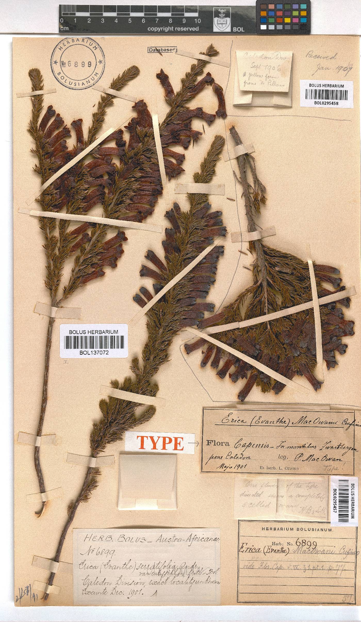 Erica macowanii image