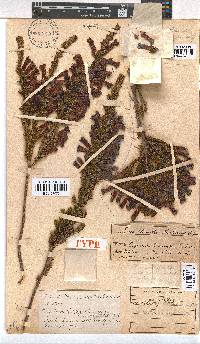 Erica macowanii image