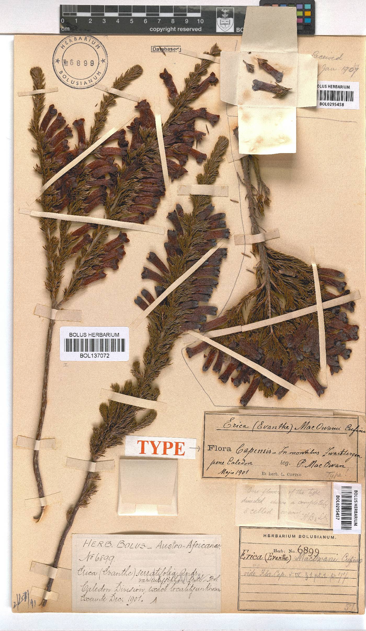 Erica macowanii image