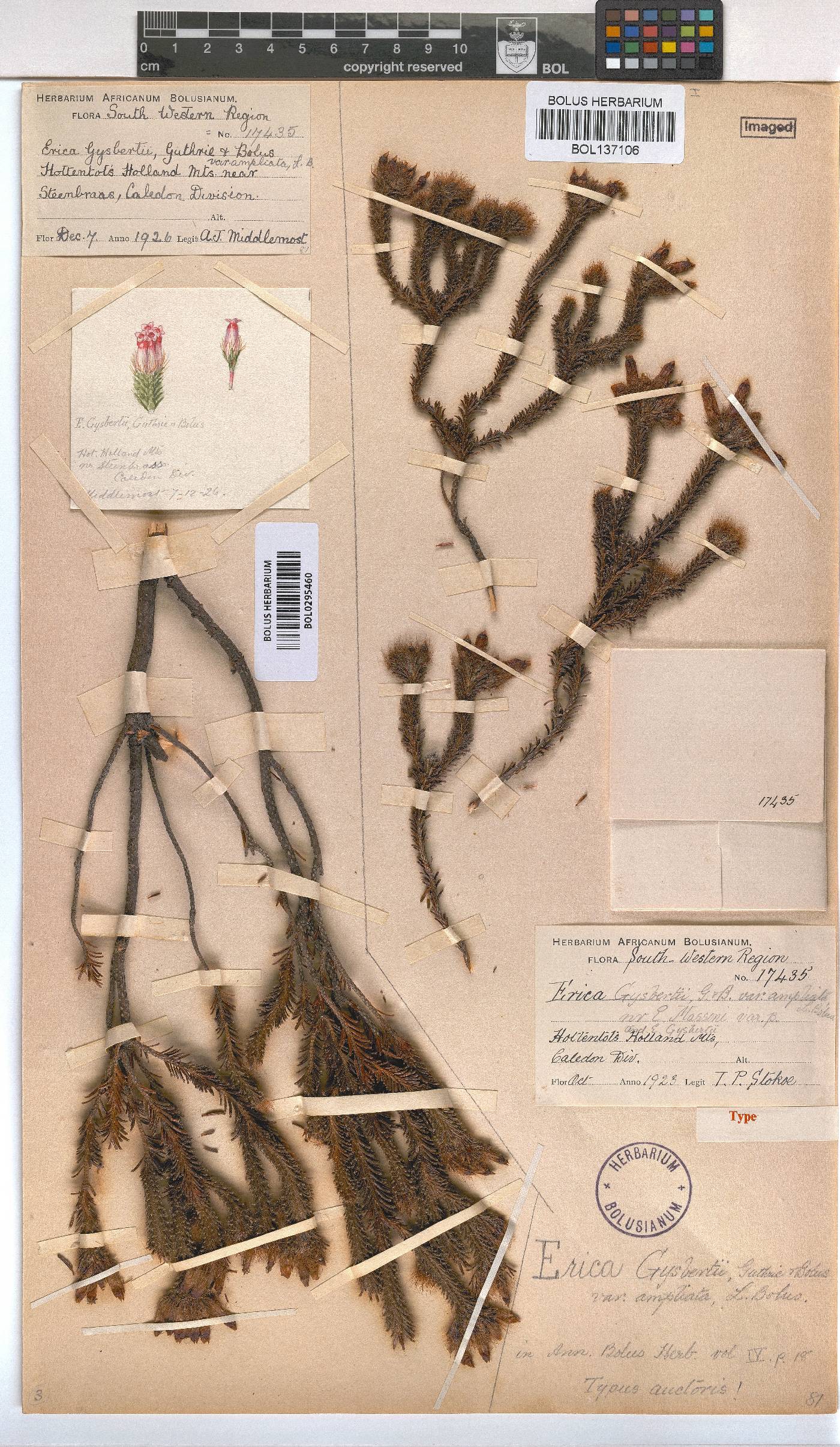 Erica gysbertii var. ampliata image