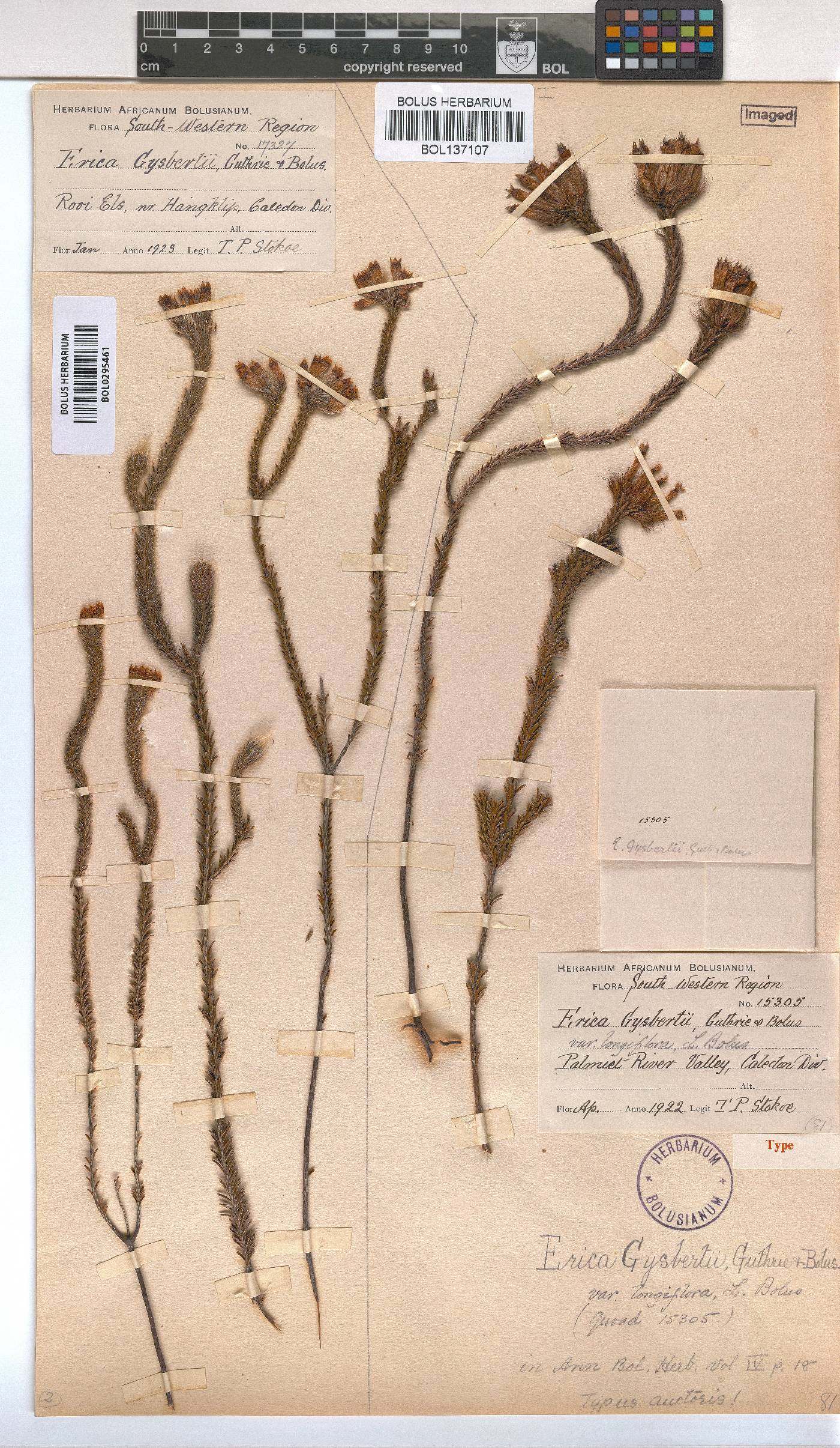 Erica gysbertii image