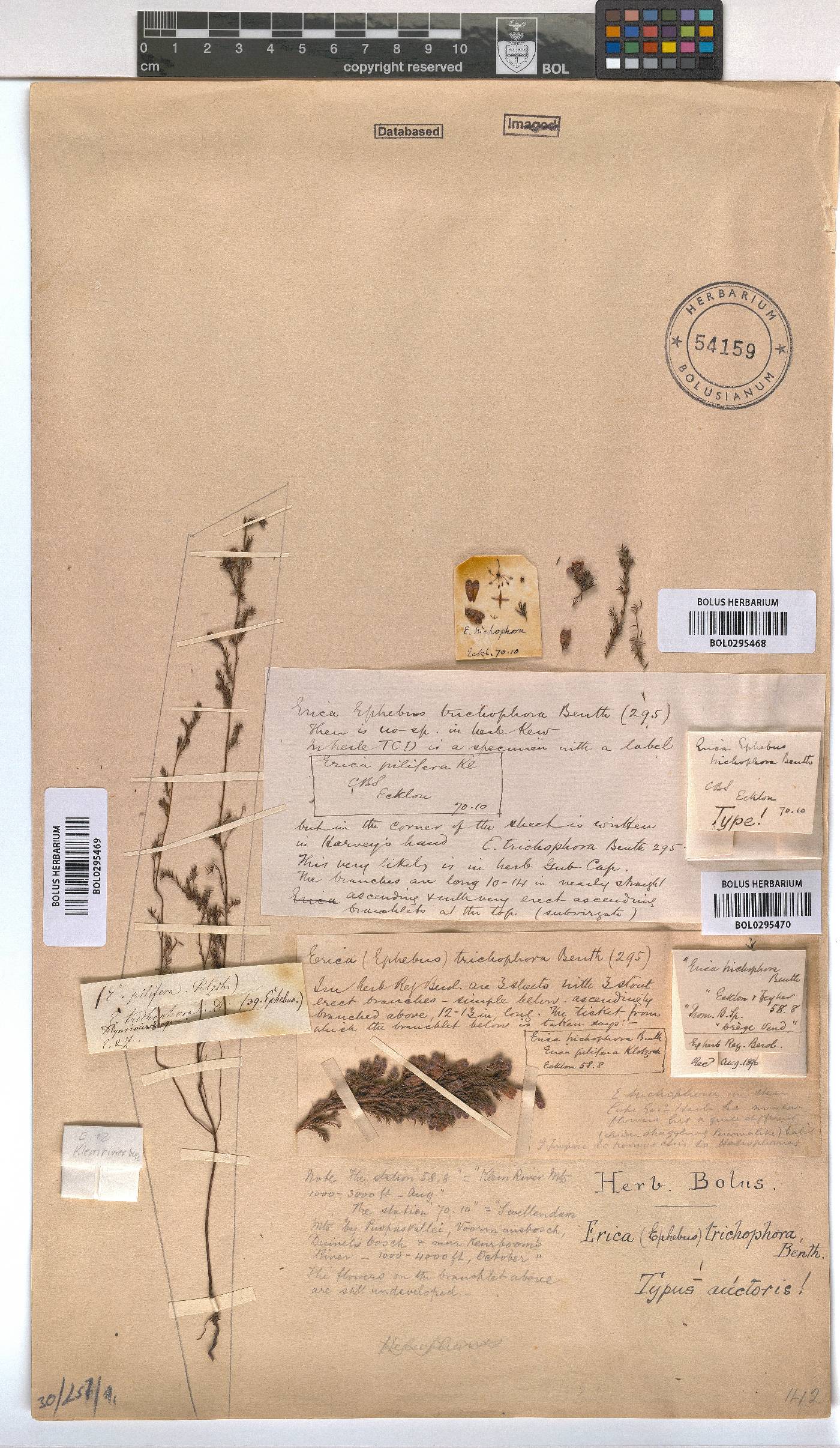 Erica trichophora image