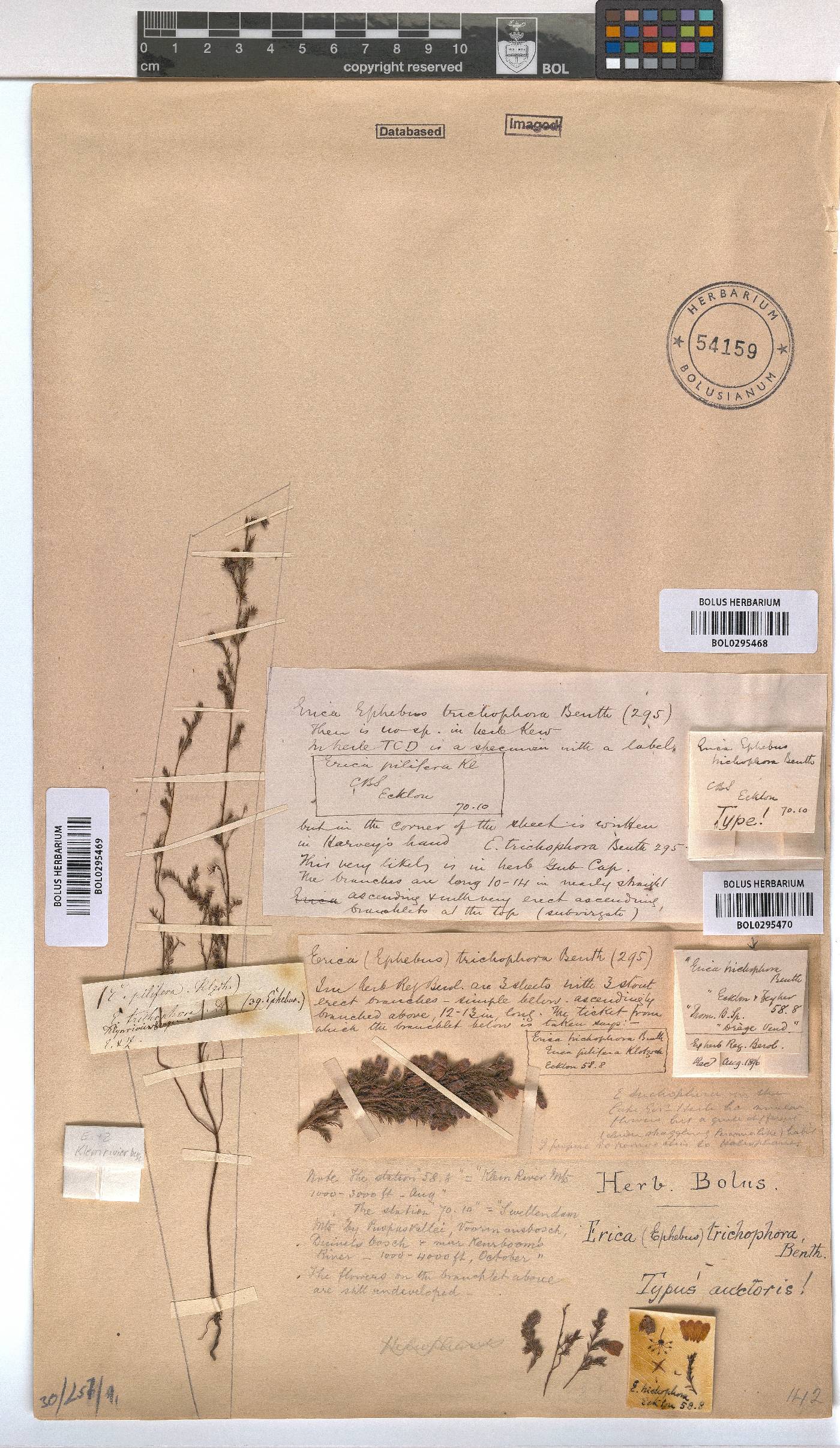 Erica trichophora image