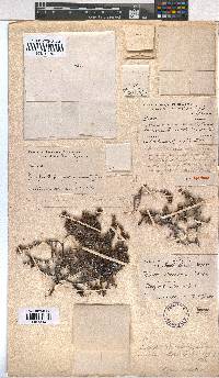 Erica utriculosa image