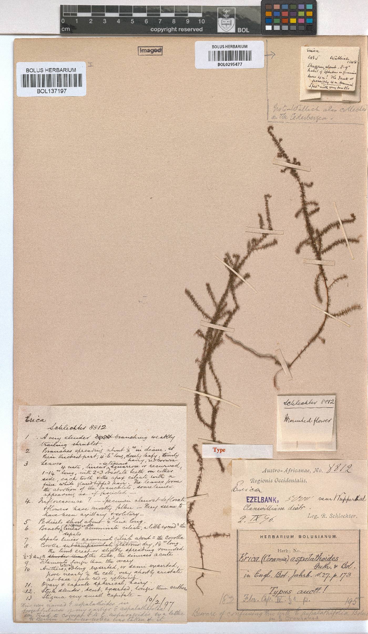 Erica aspalathoides image