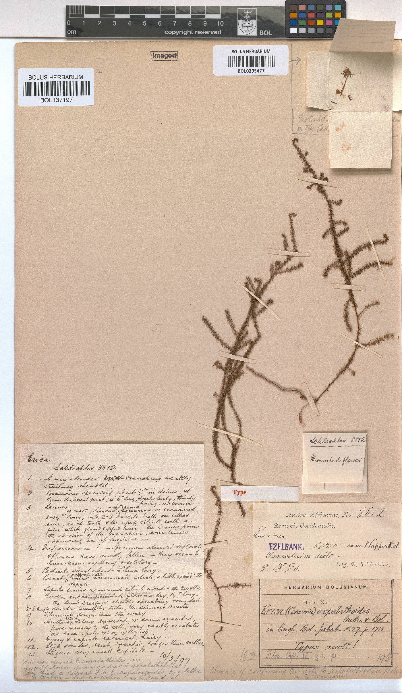 Erica aspalathoides image