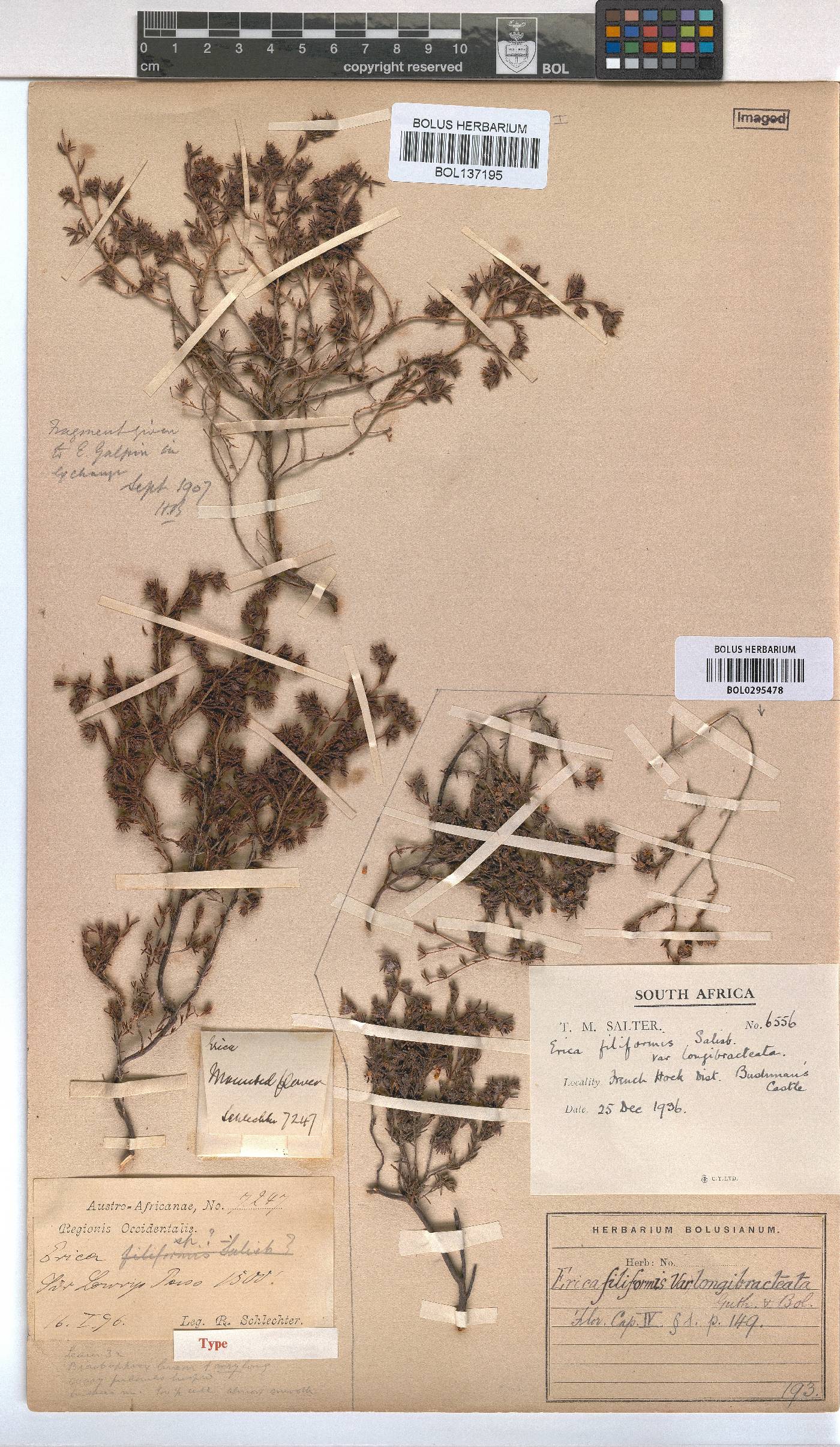 Erica filiformis var. longibracteata image