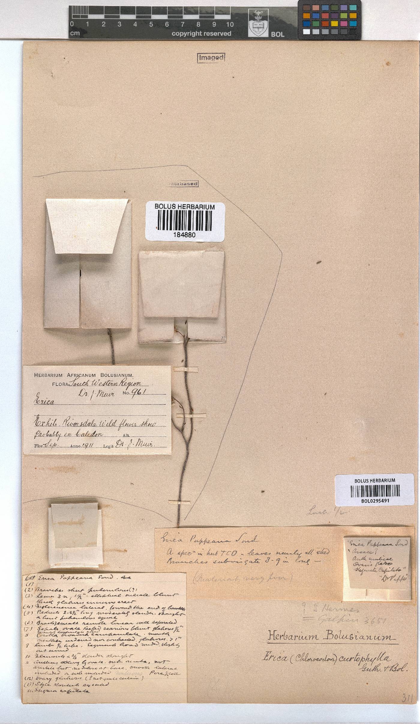 Erica curtophylla image