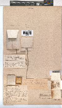 Erica curtophylla image