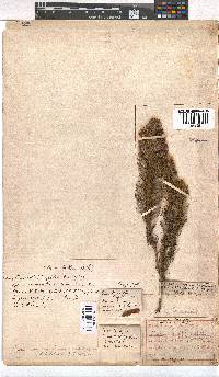 Erica viscaria subsp. macrosepala image