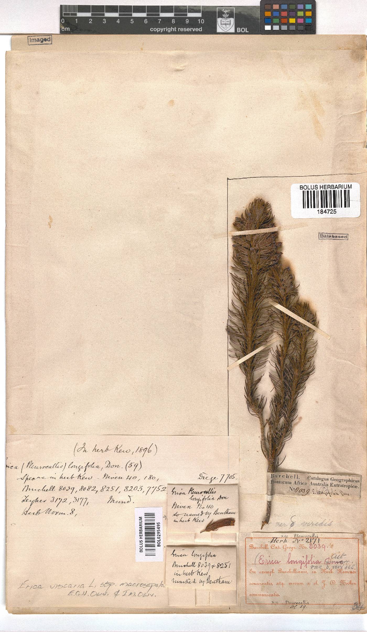 Erica viscaria subsp. macrosepala image