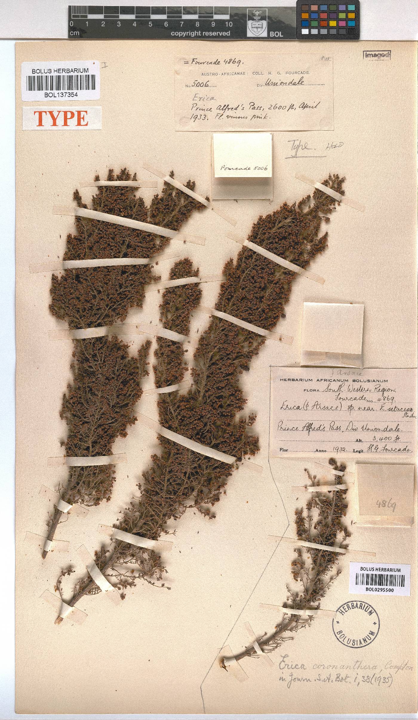 Erica coronanthera image