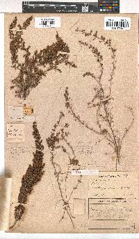 Erica florifera image