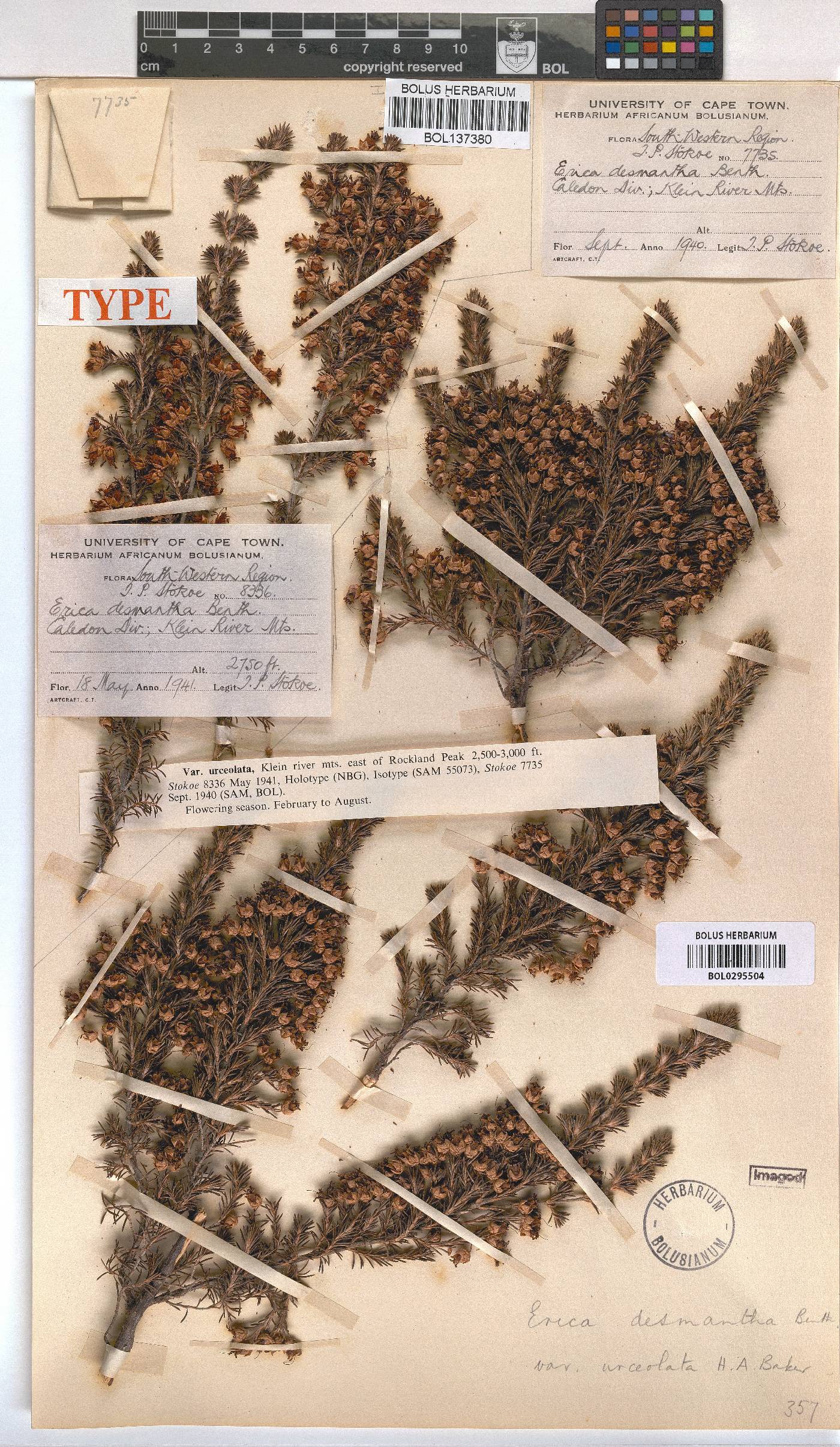 Erica desmantha var. urceolata image