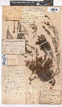 Erica vanheurckii image