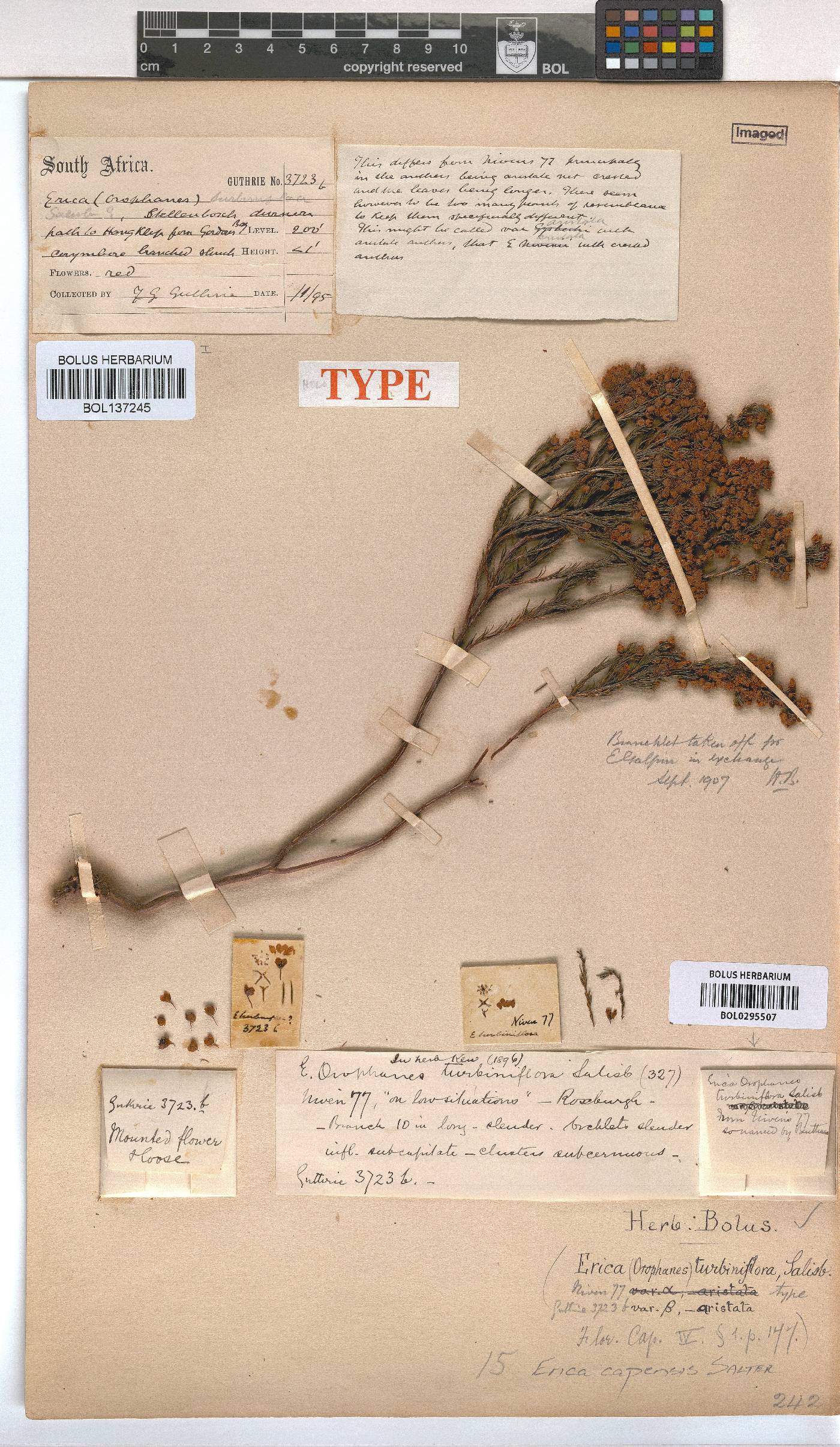 Erica capensis image