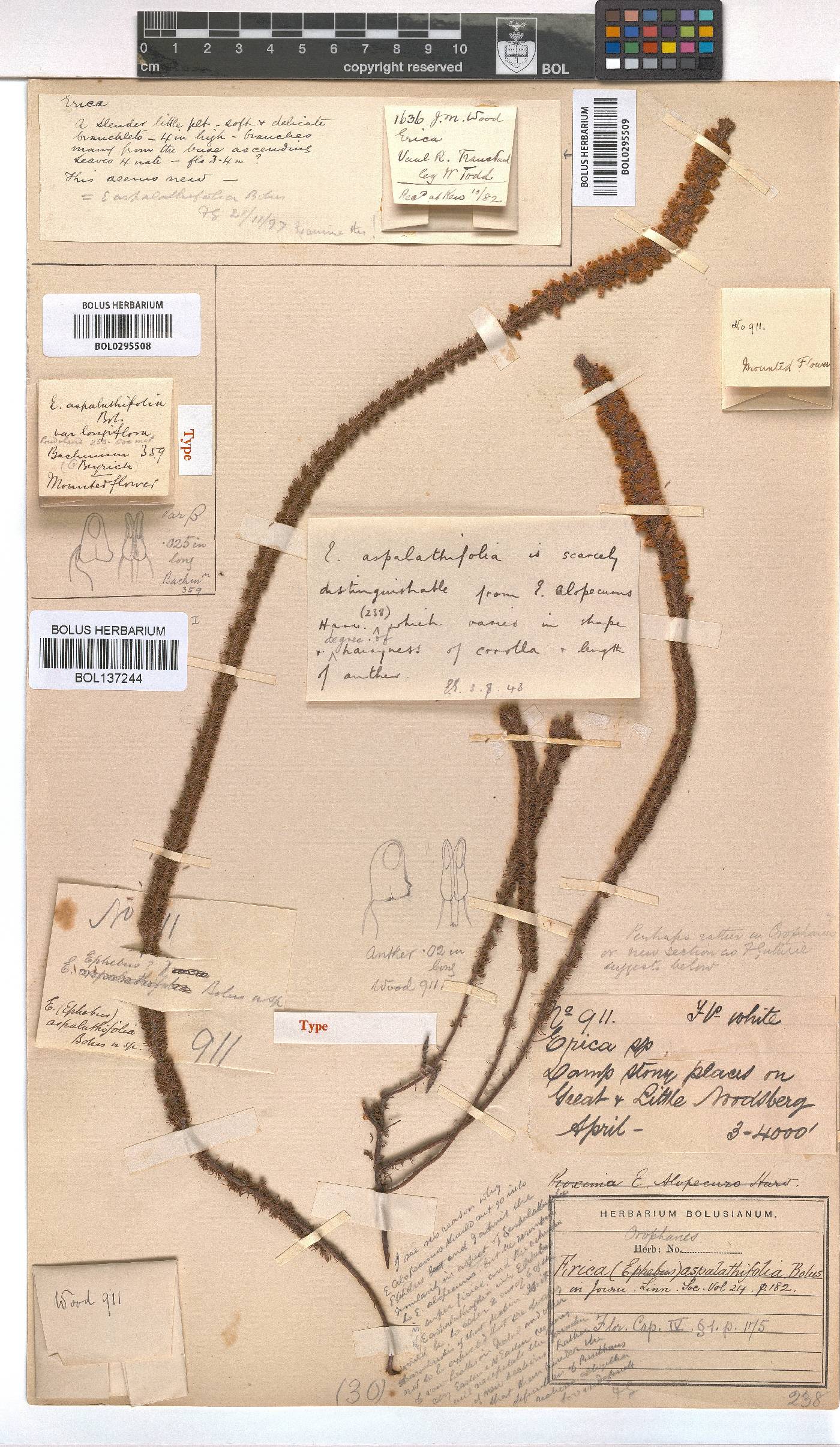 Erica aspalathifolia var. aspalathifolia image