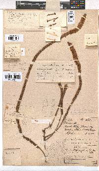 Erica aspalathifolia var. aspalathifolia image