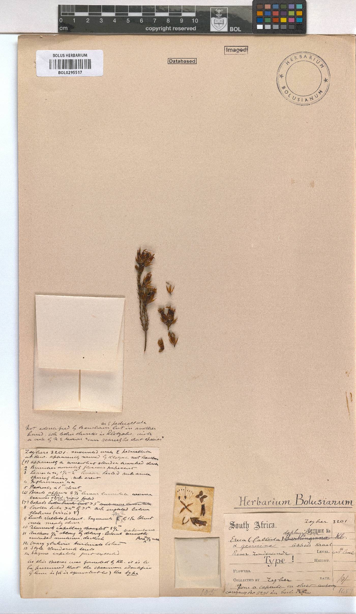 Erica daphniflora image