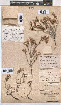 Erica taylorii image