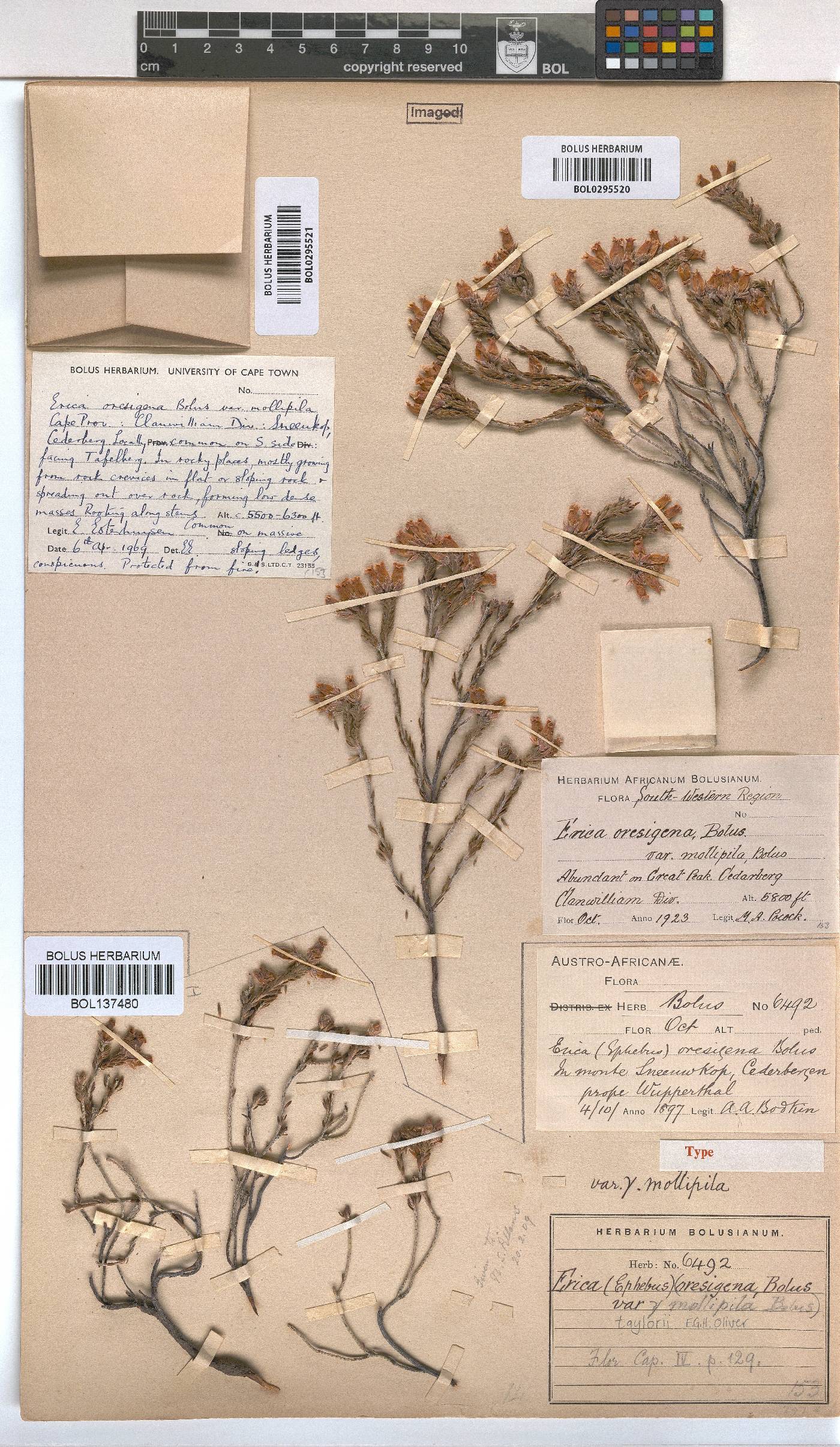 Erica taylorii image