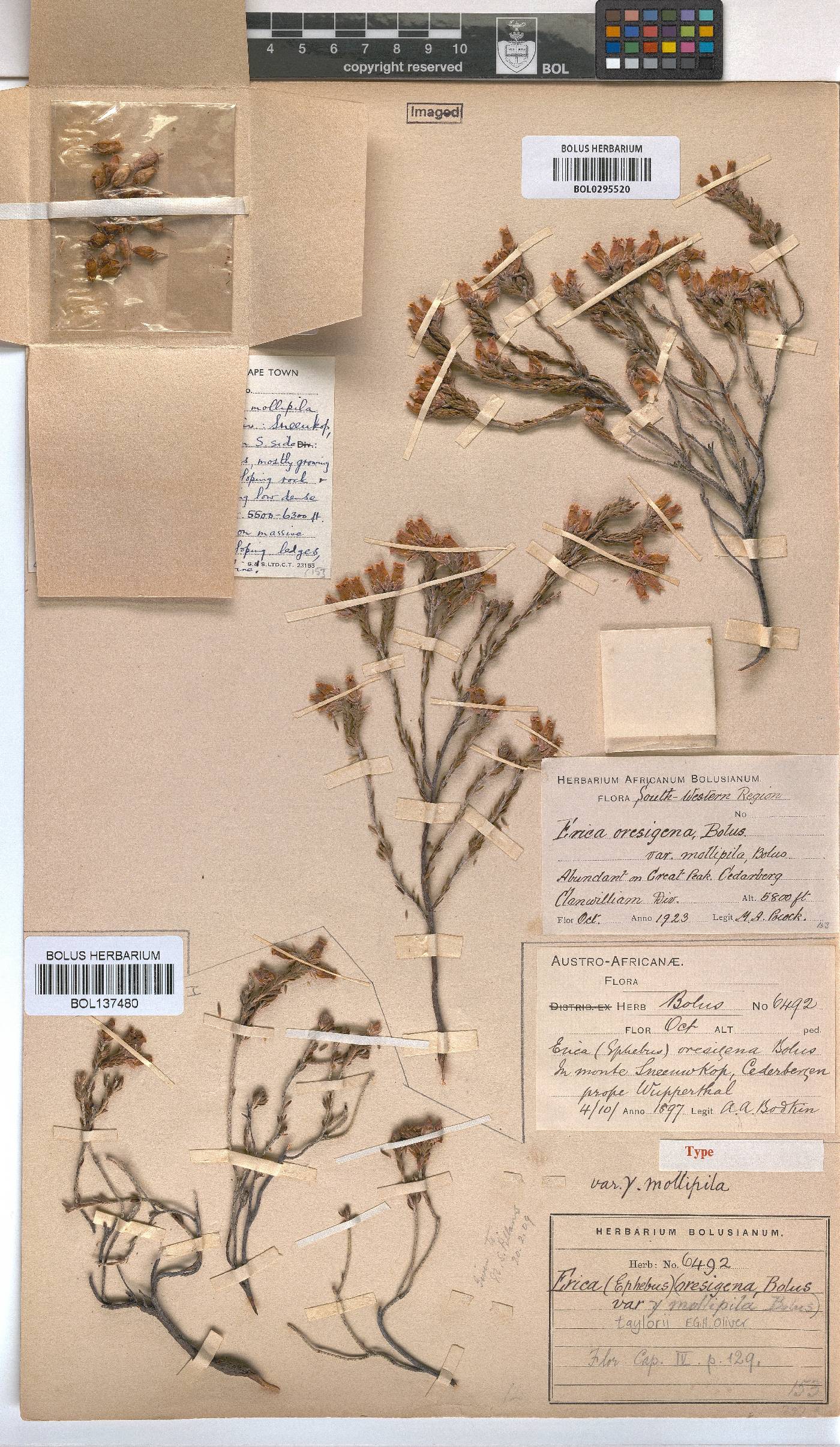 Erica taylorii image