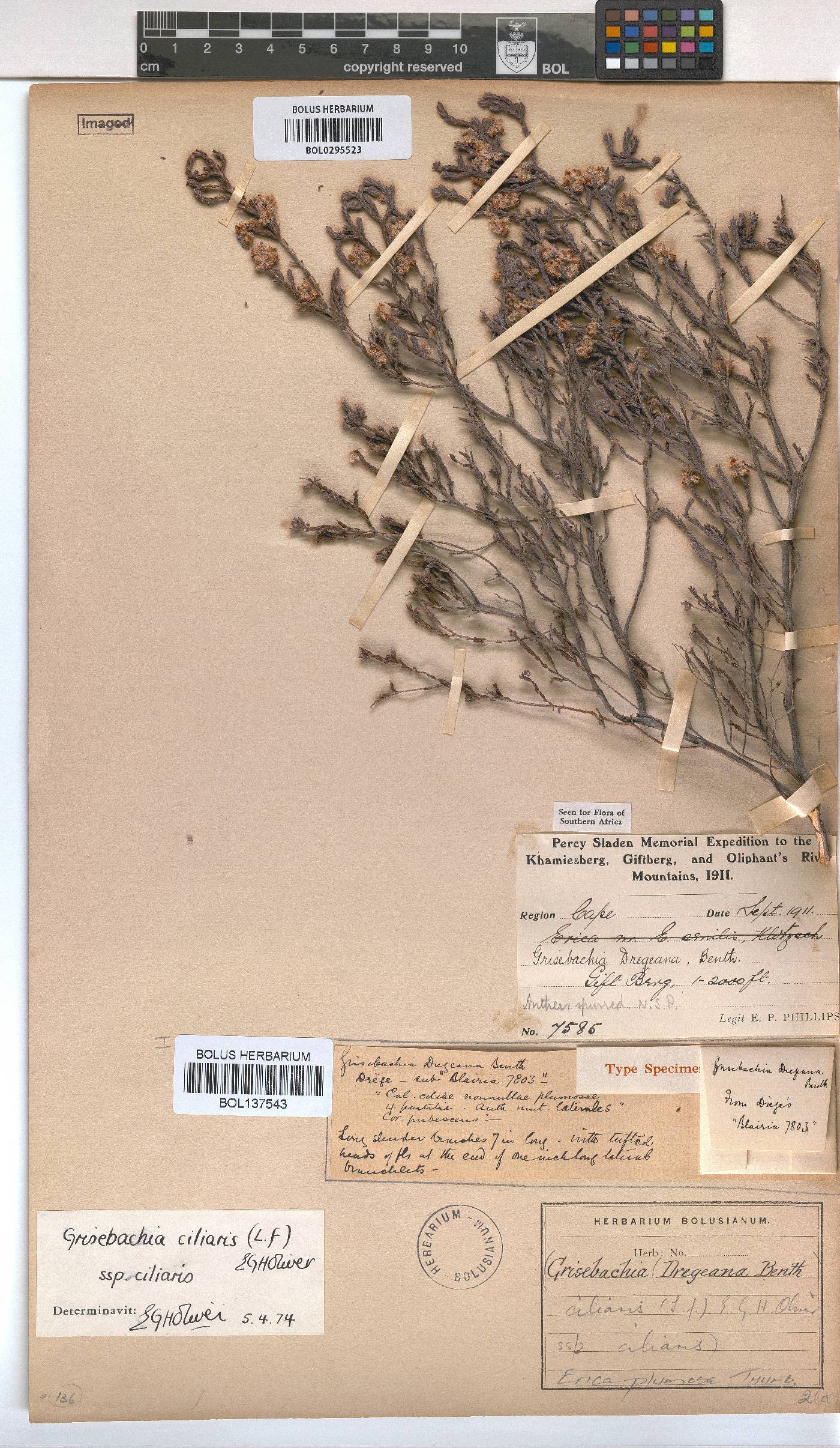 Erica plumosa image