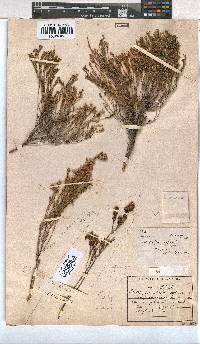 Erica laevigata image