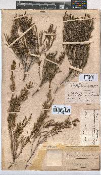 Erica rosacea subsp. rosacea image