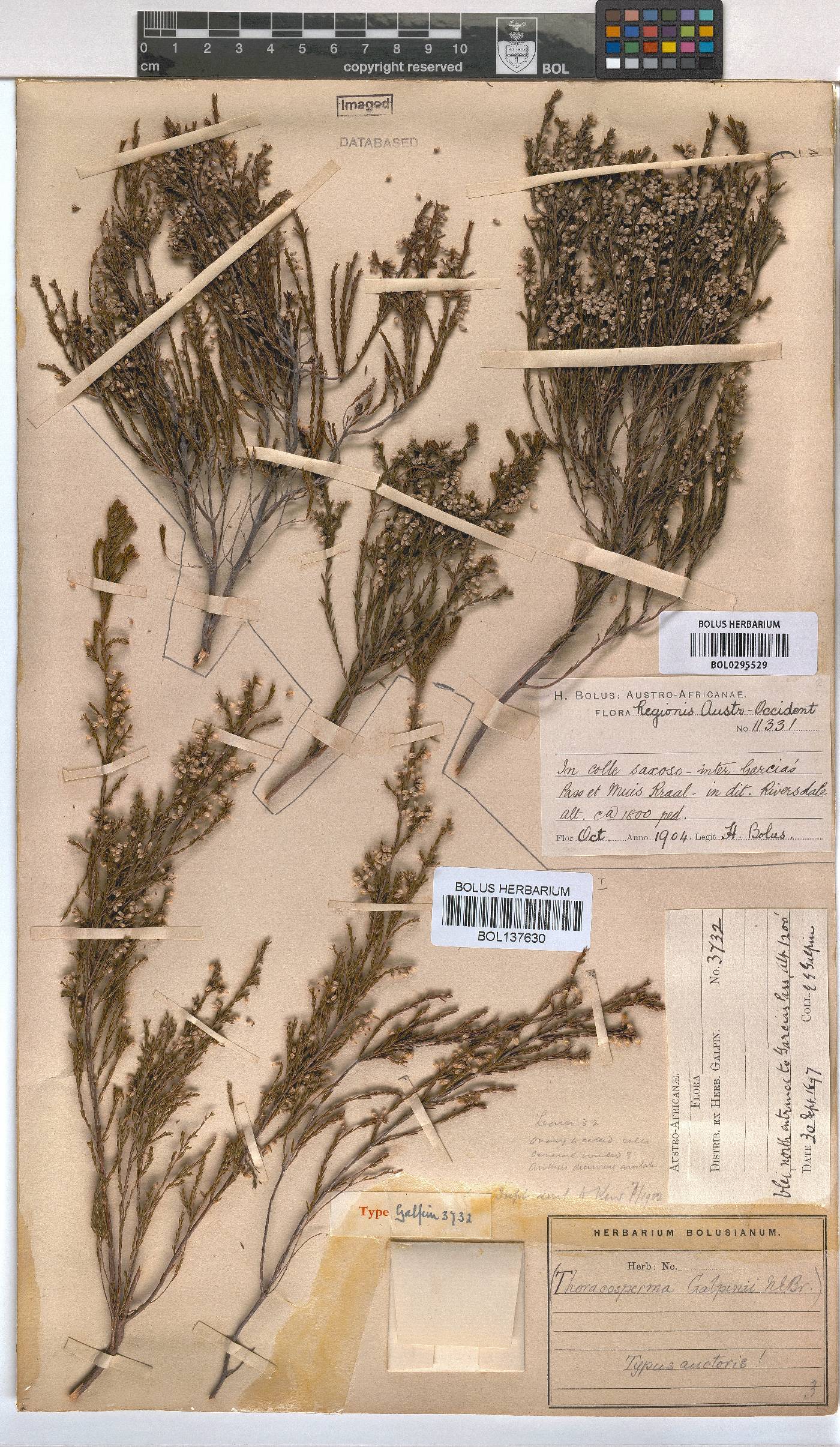 Erica rosacea subsp. rosacea image