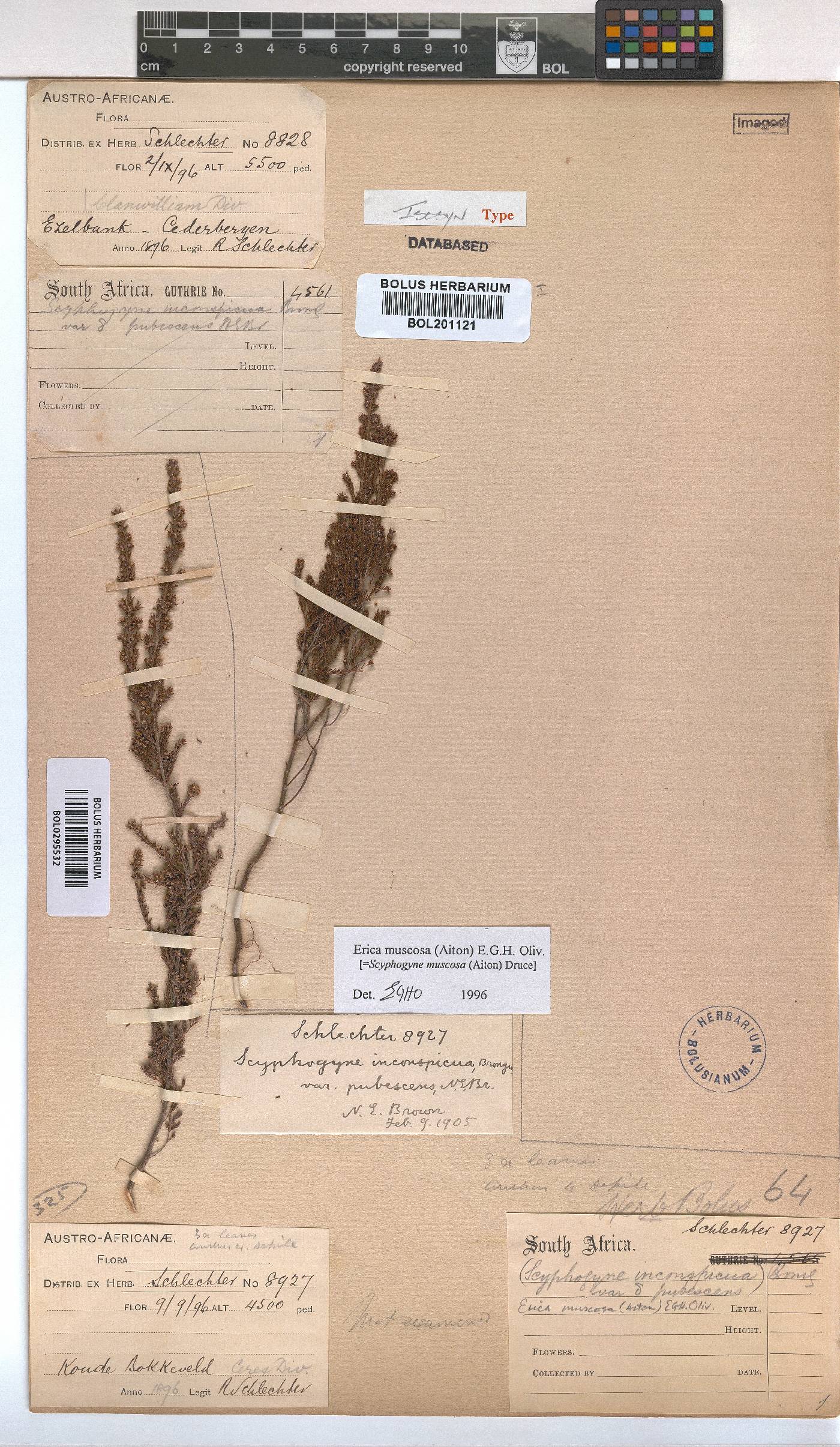 Erica muscosa image
