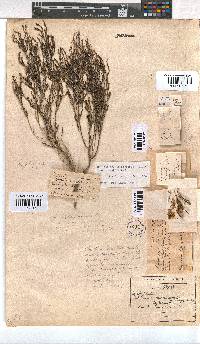 Erica zeyheriana image