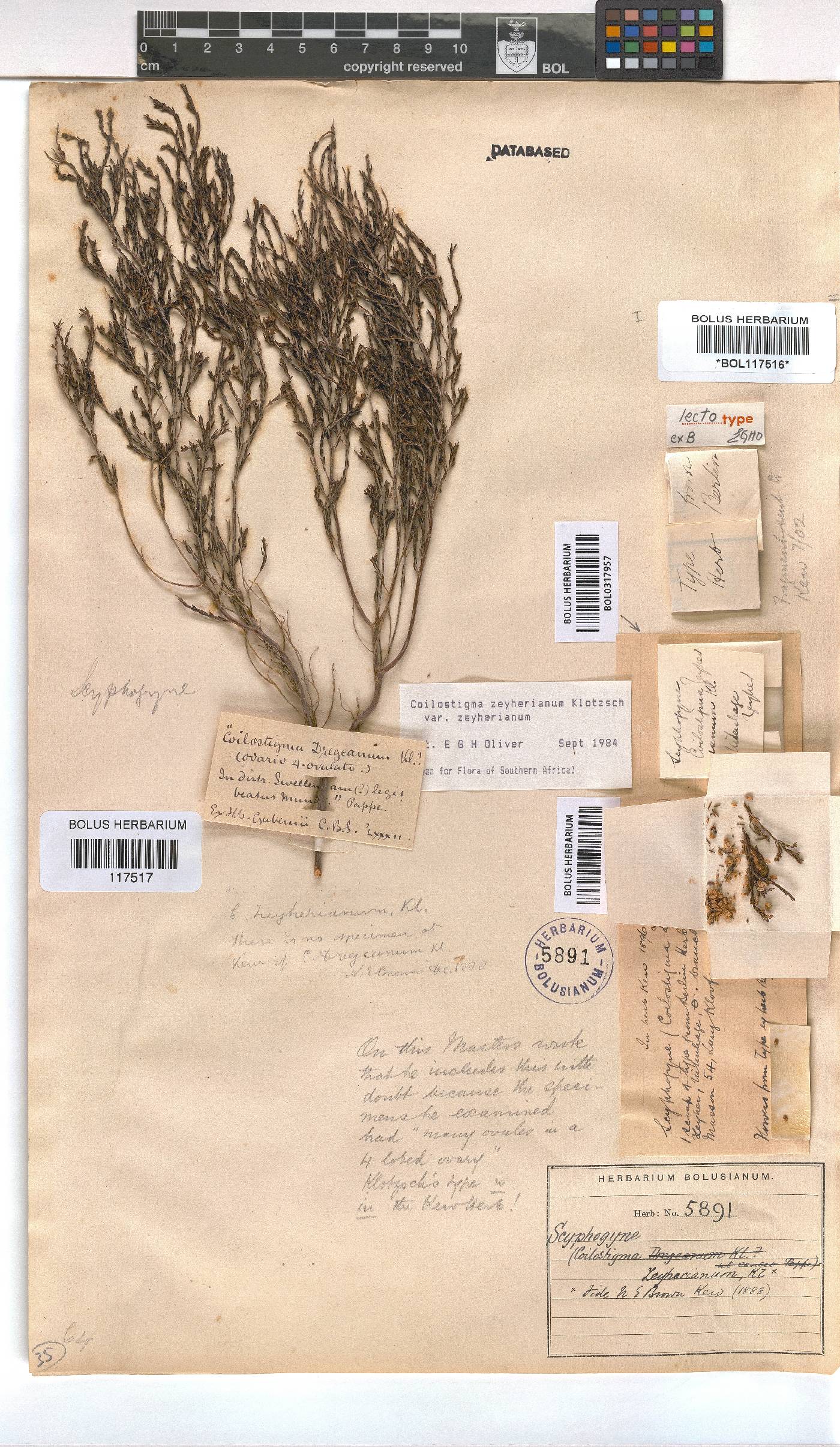 Erica zeyheriana image