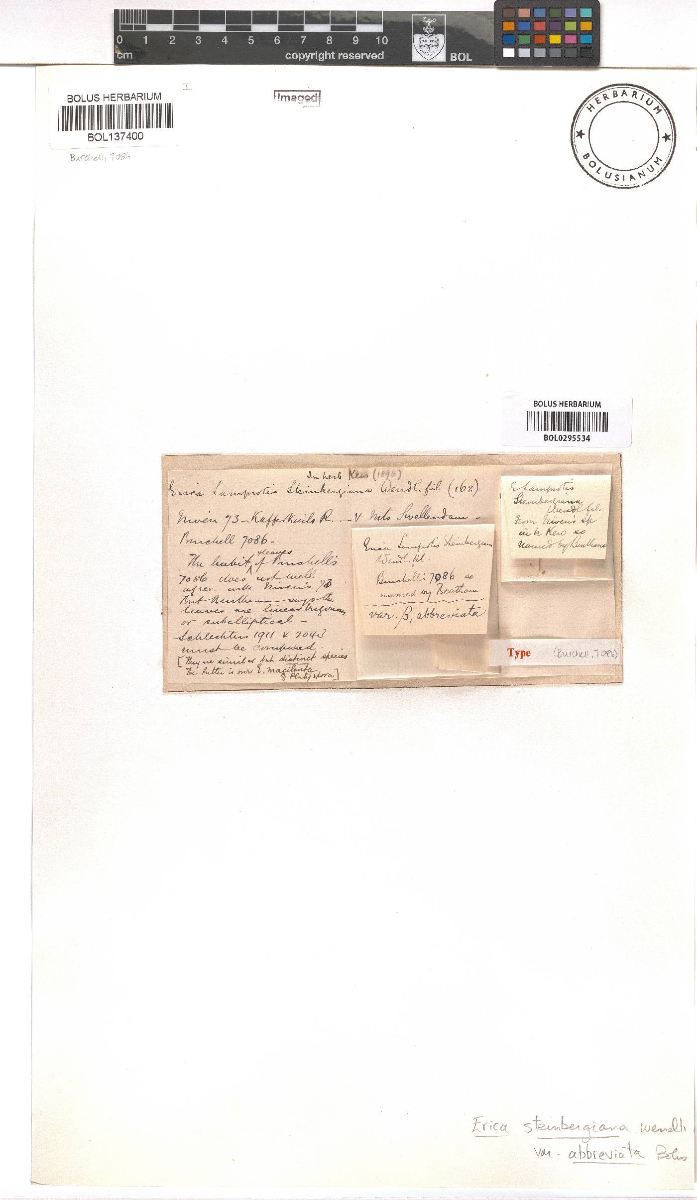 Erica steinbergiana image