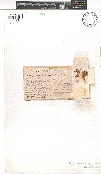 Erica steinbergiana image