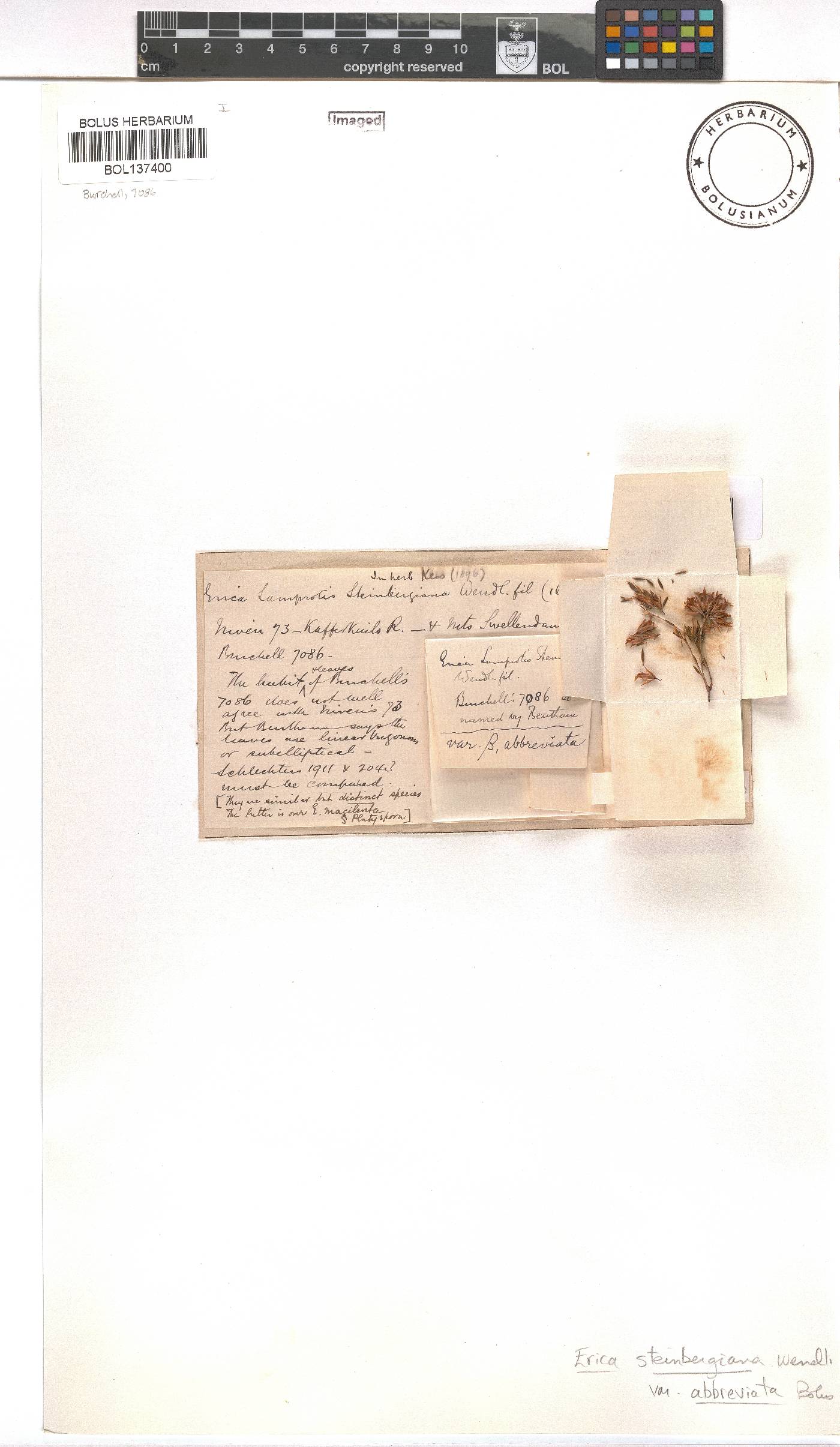 Erica steinbergiana image