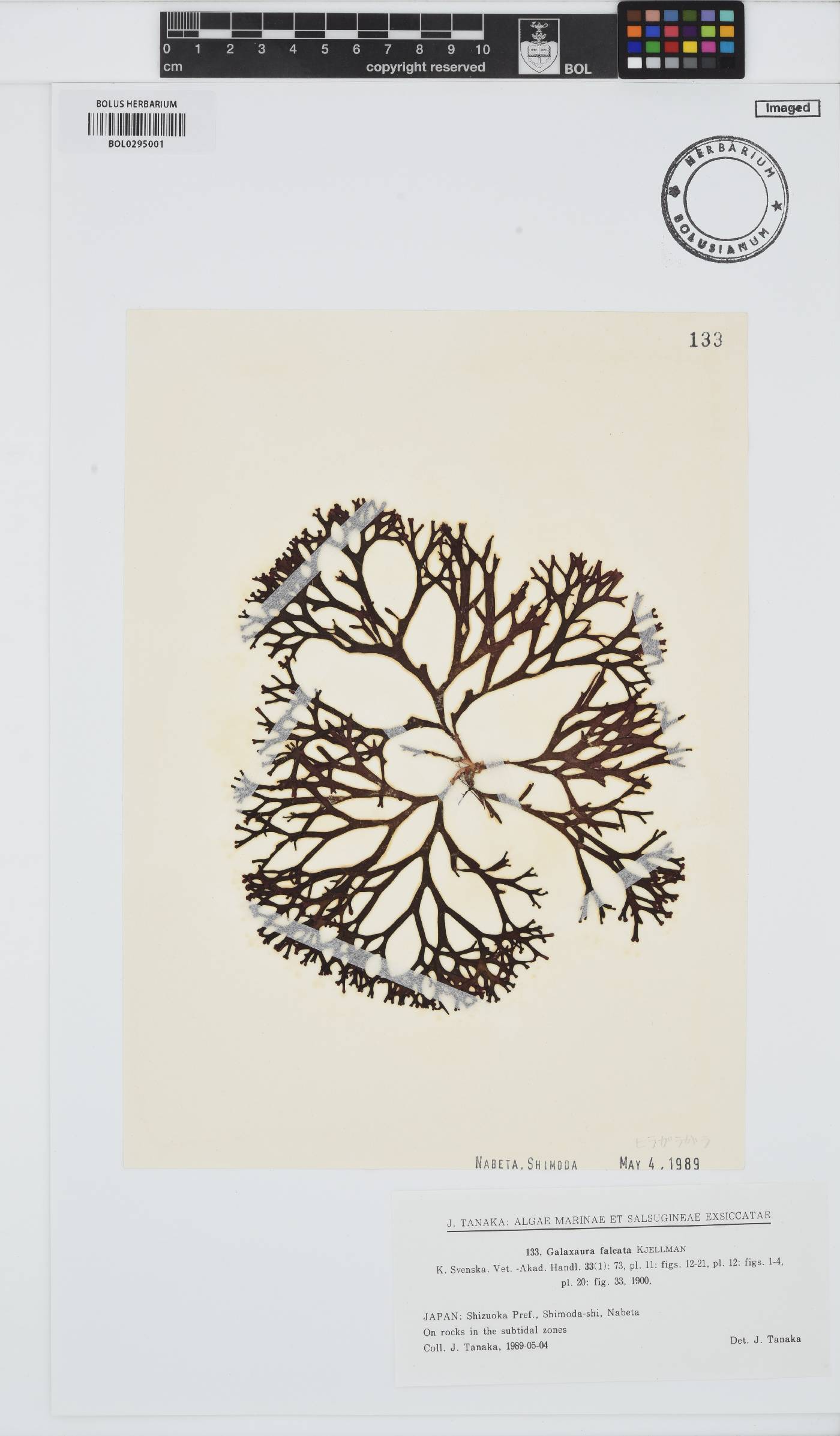 Dichotomaria falcata image
