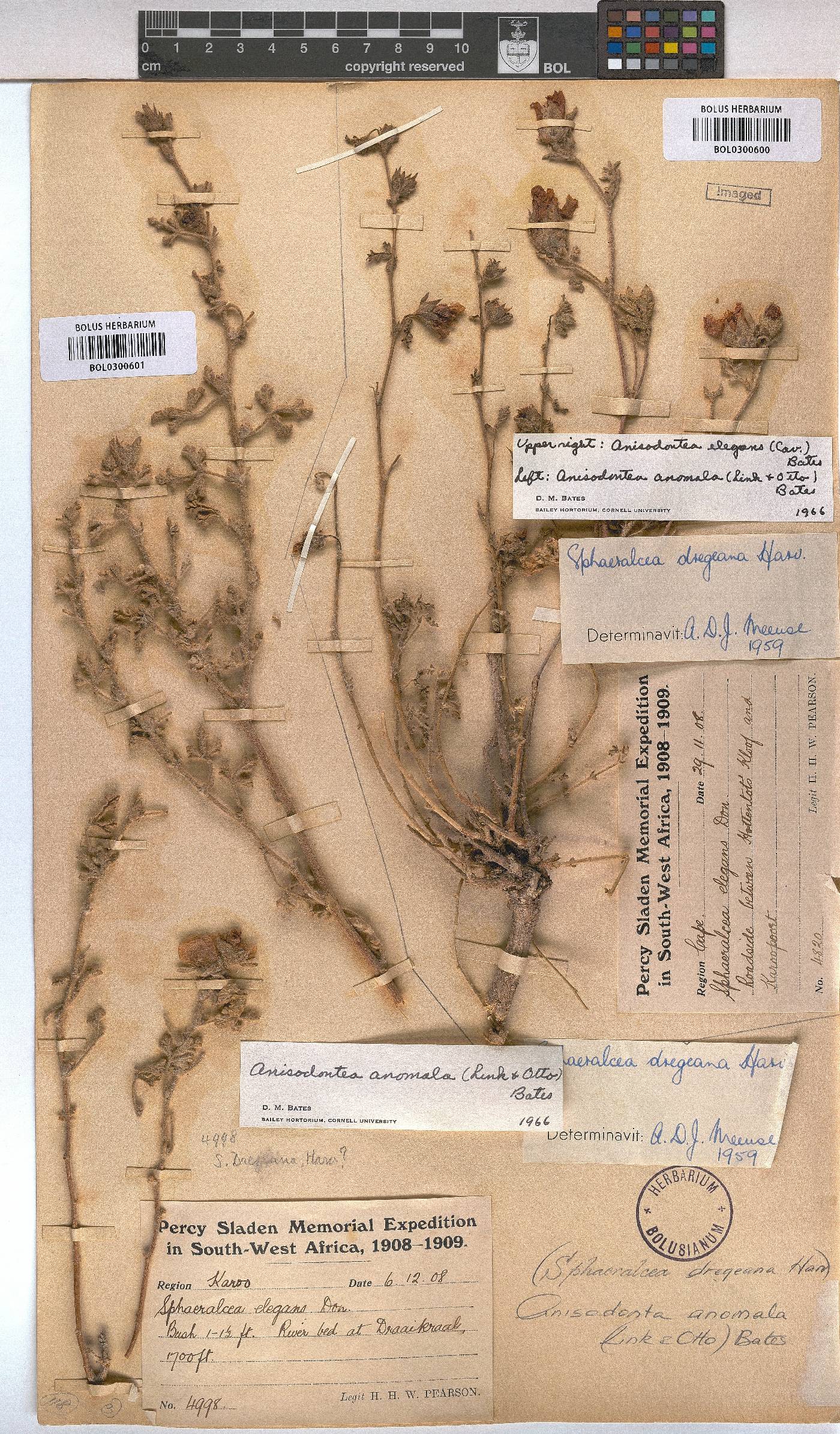 Anisodontea anomala image