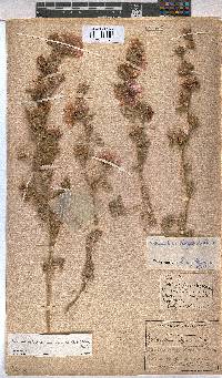 Anisodontea anomala image