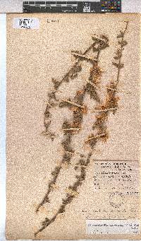 Anisodontea anomala image