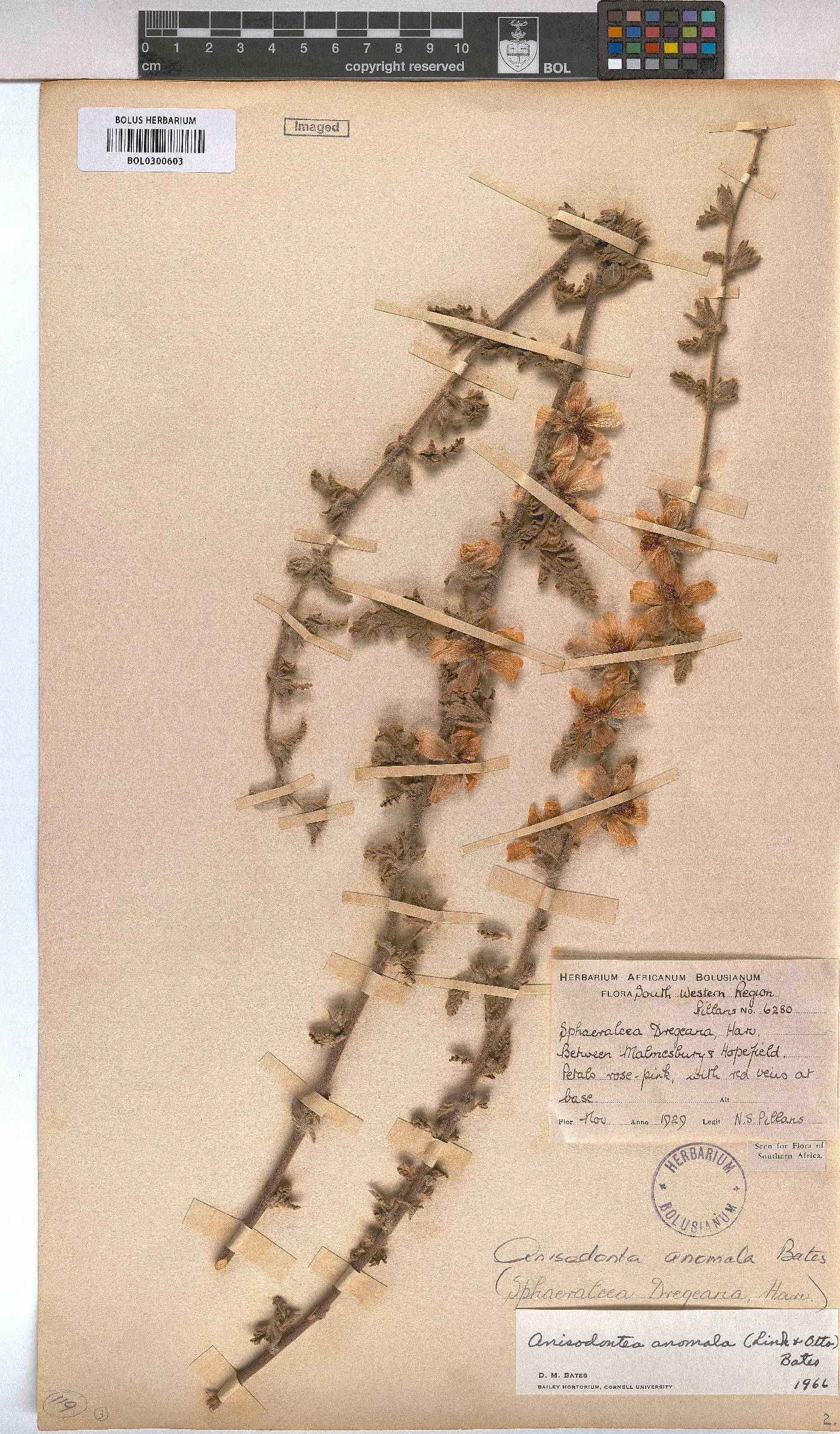 Anisodontea anomala image