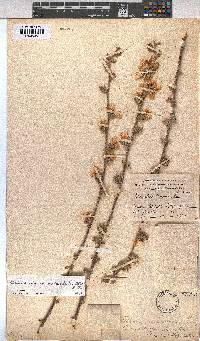 Anisodontea anomala image