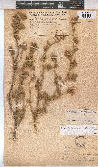 Anisodontea anomala image