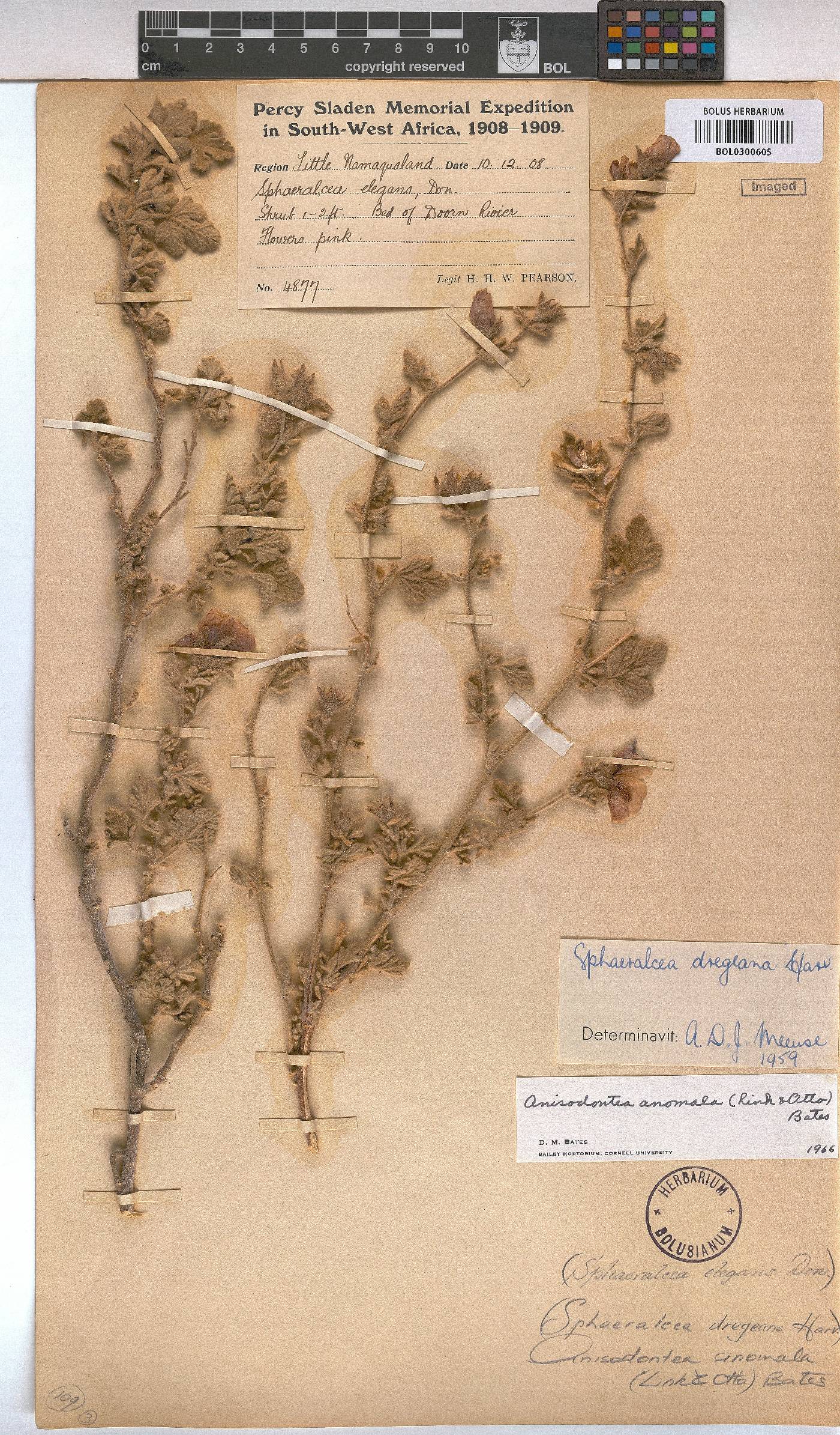 Anisodontea anomala image