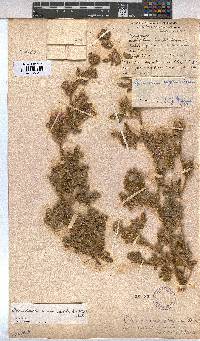 Anisodontea anomala image
